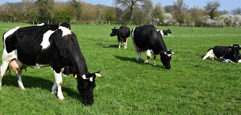 Klima & Landwirtschaft – wie geht das zusammen?