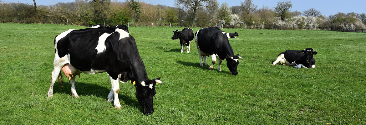Klima & Landwirtschaft – wie geht das zusammen?