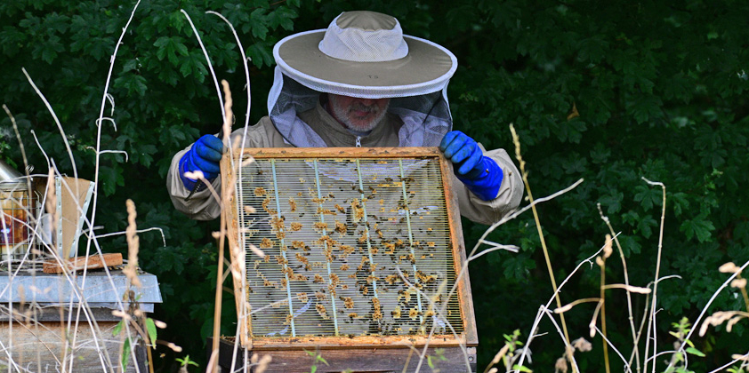 Hobby-Imker bei der Durchsicht