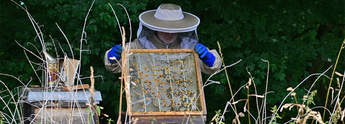 Hobby-Imker bei der Durchsicht