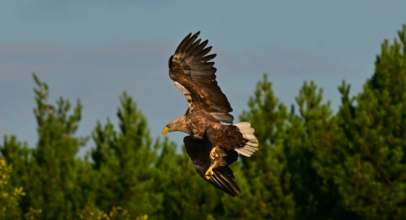 Seeadler in der Lausitz