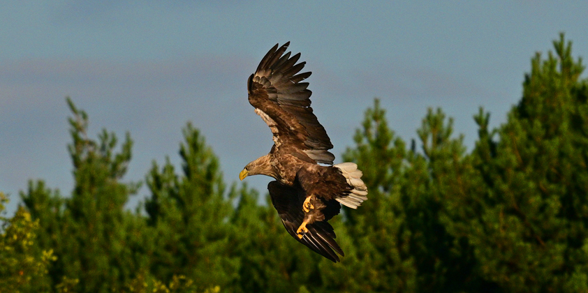 Seeadler in der Lausitz