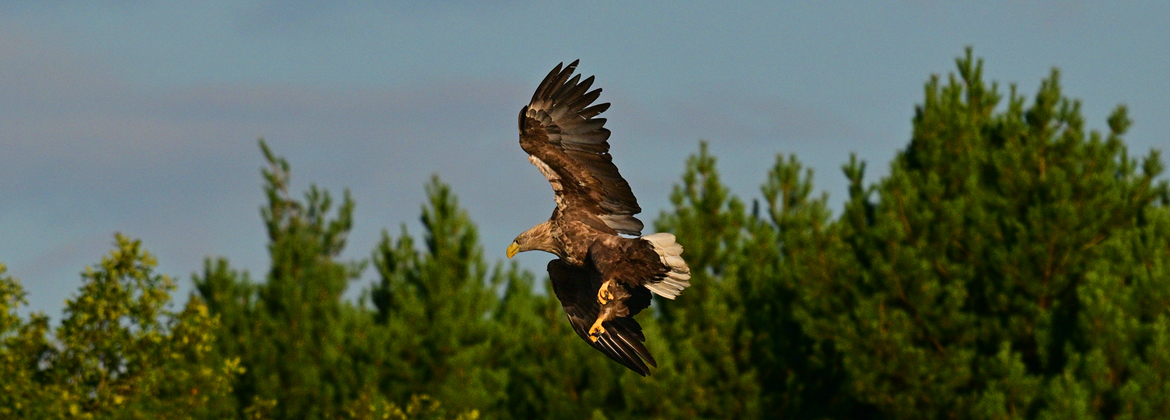 Seeadler in der Lausitz