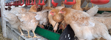 Alte Hühner Rassen aufgestallt