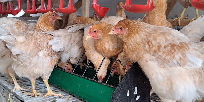 Alte Hühner Rassen aufgestallt