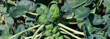 Erstes Wintergemüse im Kühlhaus eingelagert