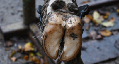 Klauenpflege bei Rindern durchgeführt