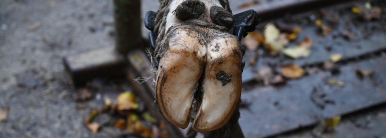 Klauenpflege bei Rindern durchgeführt