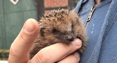 Kleinen Igel in Obhut genommen