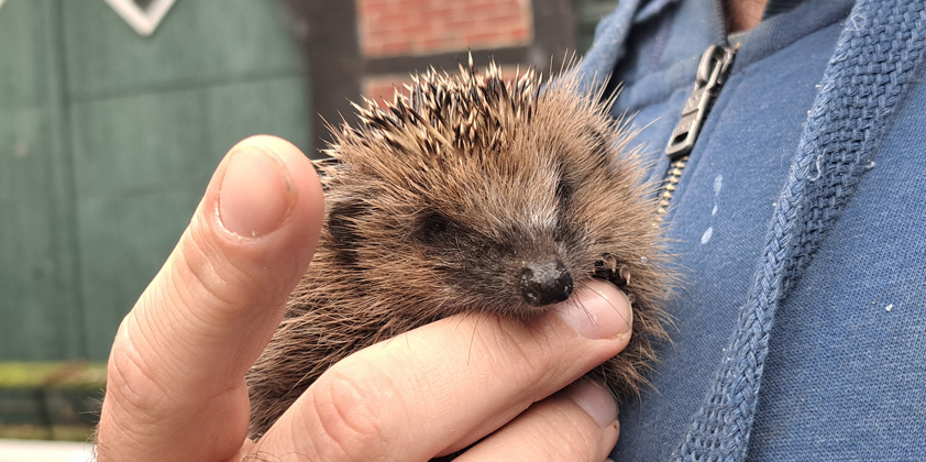 Kleinen Igel in Obhut genommen