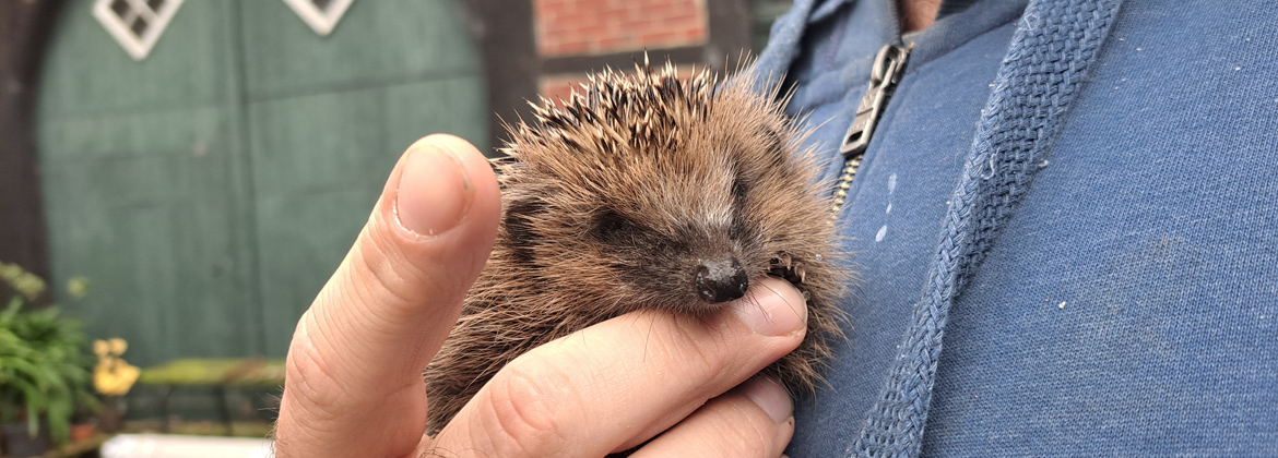 Kleinen Igel in Obhut genommen
