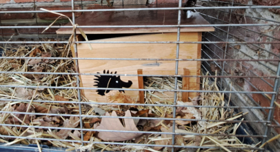 Igel in den Winterschlaf überführt