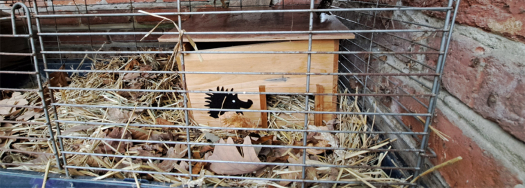 Igel in den Winterschlaf überführt