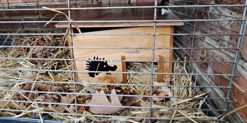 Igel in den Winterschlaf überführt