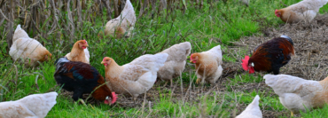 Kleiner Rundgang über den Laakenhof