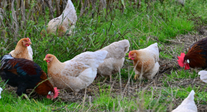 Kleiner Rundgang über den Laakenhof