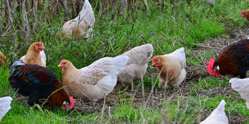 Kleiner Rundgang über den Laakenhof