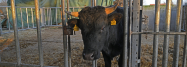 Bulle Jalal zu Besuch auf dem Laakenhof