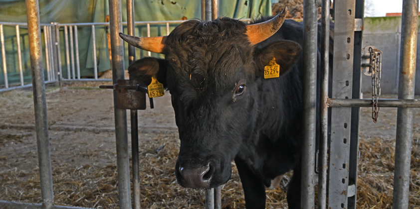 Bulle Jalal zu Besuch auf dem Laakenhof