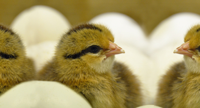 Neues aus der Hühnerhaltung