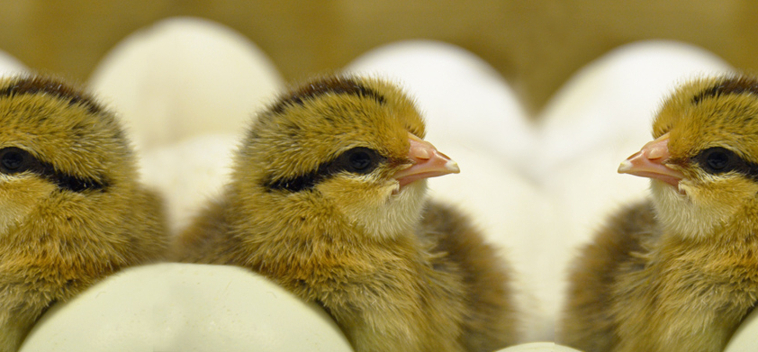 Neues aus der Hühnerhaltung