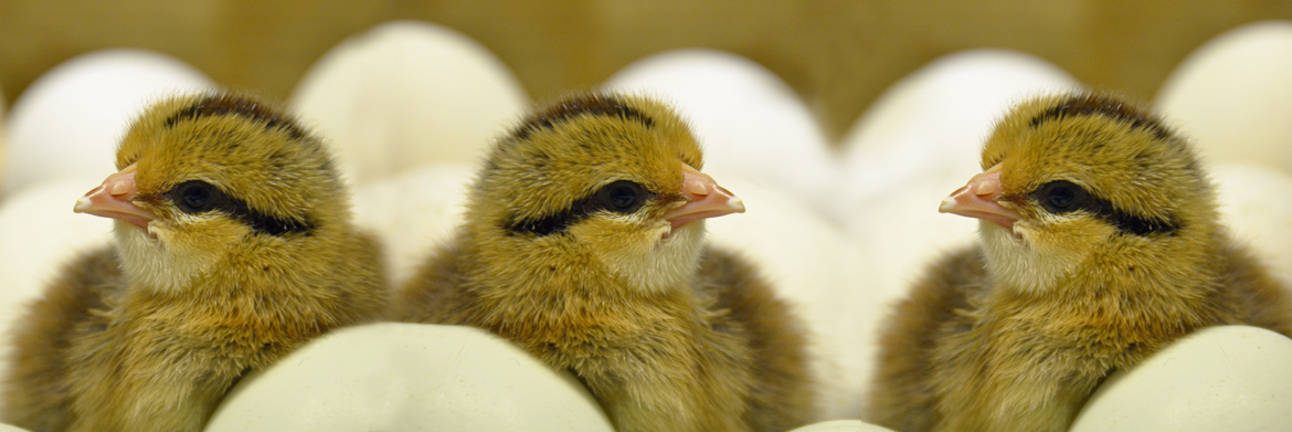 Neues aus der Hühnerhaltung