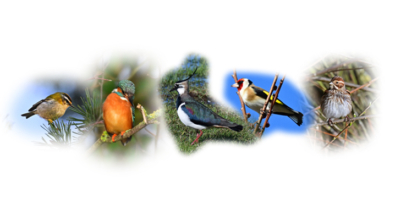 Vogelartenreichtum auf dem Laakenhof