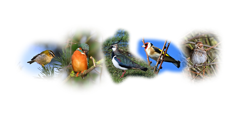 Vogelartenreichtum auf dem Laakenhof