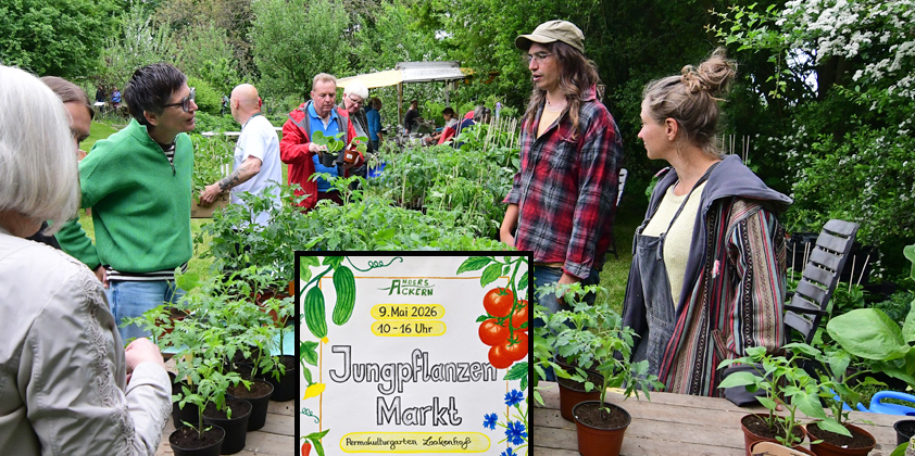 Jungpflanzenmarkt im Permakultur Garten