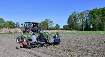 Kartoffeln in Sommersell gepflanzt