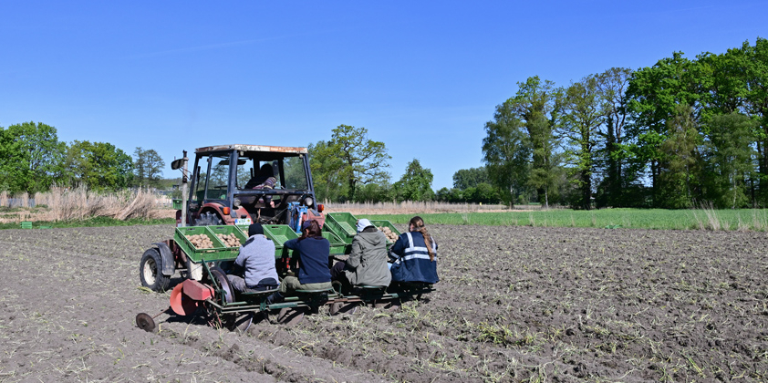 Kartoffeln in Sommersell gepflanzt