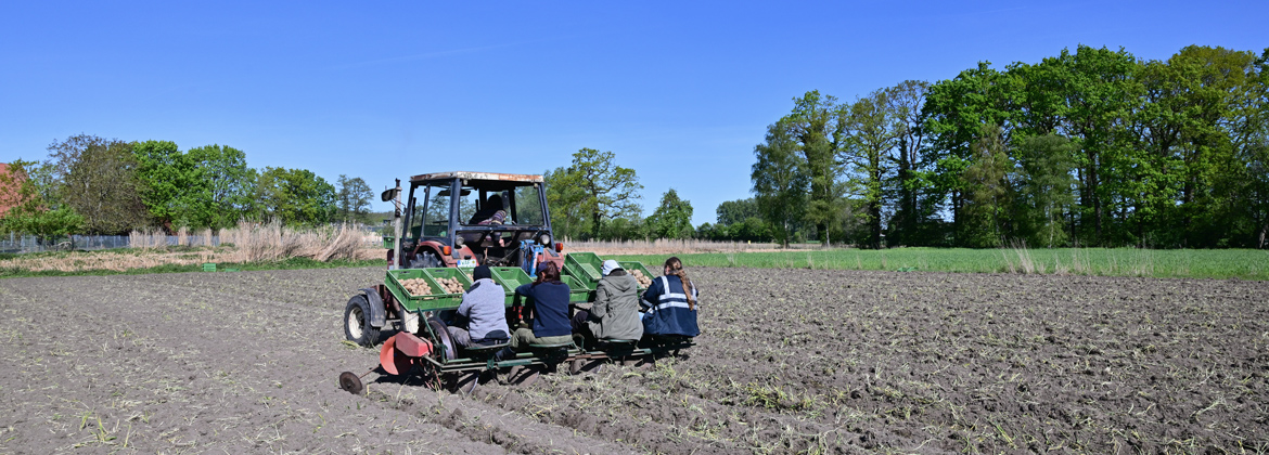 Kartoffeln in Sommersell gepflanzt