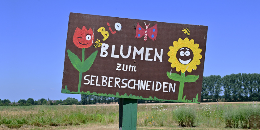 Es gibt wieder Blumen zum Selberpflücken
